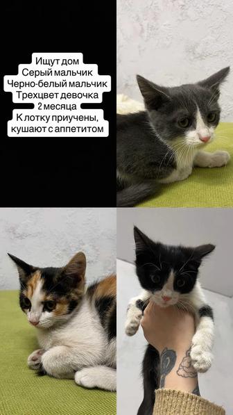Котята в добрые руки.