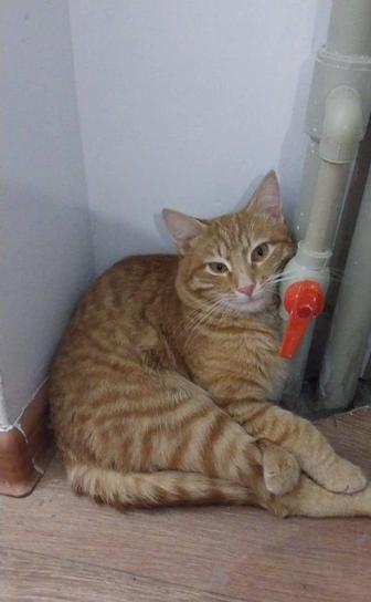 Потерялся котенок подросток в районе Нурсая