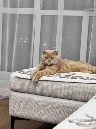 Кот породистый Scottish Fold (шотландская вислоухая)