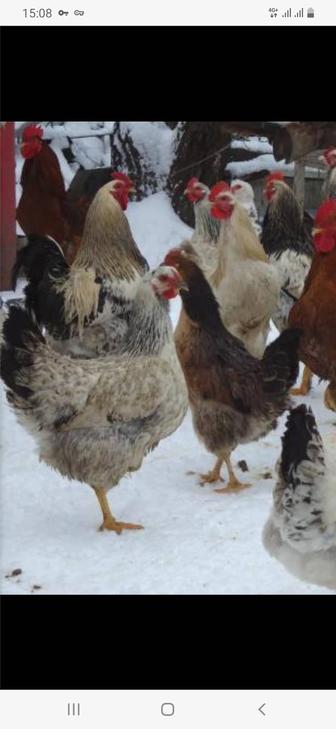 Куры домашние несушки