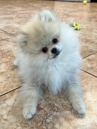 Щенок шпитца девочка