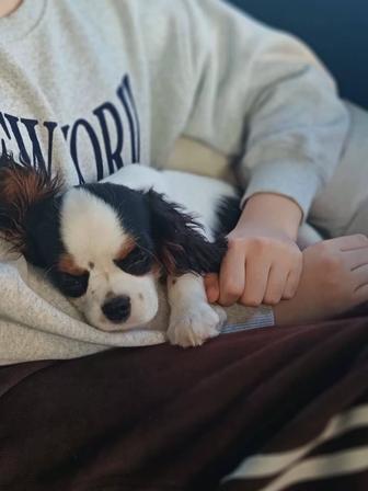 Кавалер кинг Чарльз спаниель