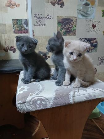 Котята