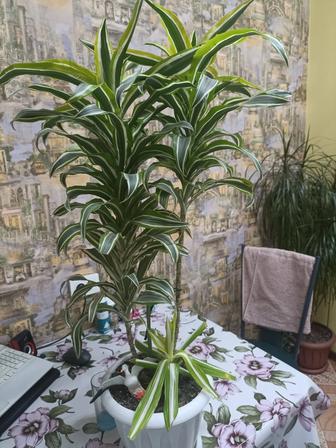 Драцена Малайка 65 см