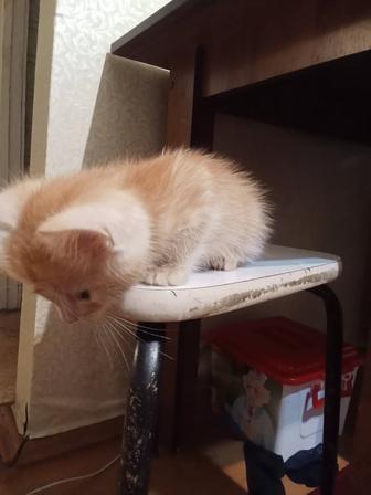 Котенок рыжая