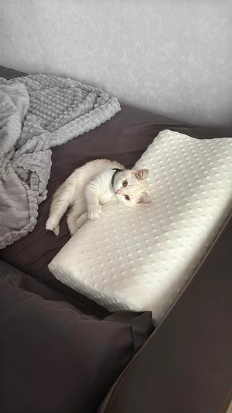 Отдам котенка