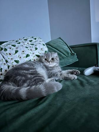 Продам породистую кошку