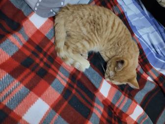 Отдадим кошечку даром