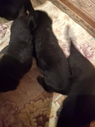 Продажа шенков