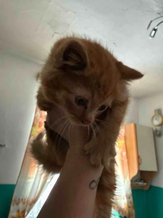 Отдам котенка