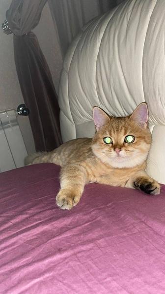 Кошки золотые шиншиллы