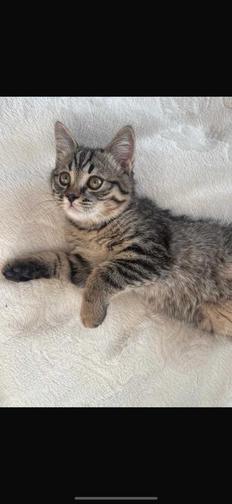 Отдам котенка