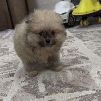 продаю шпица