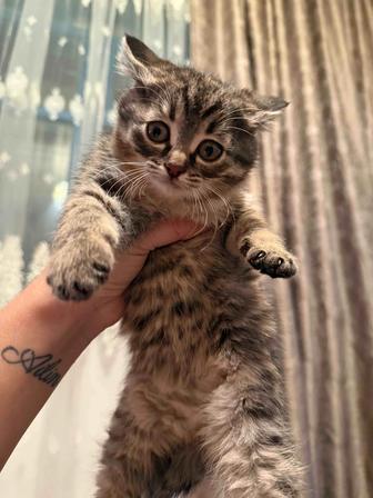 Отдам котят в добрые руки срочно