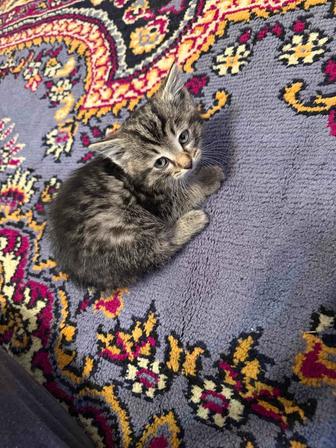 Отдам котят в добрые руки срочно