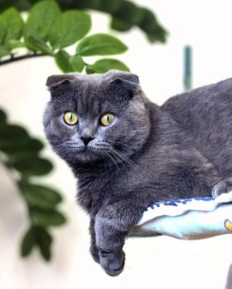 Scottish Fold кот приглашает на вязку