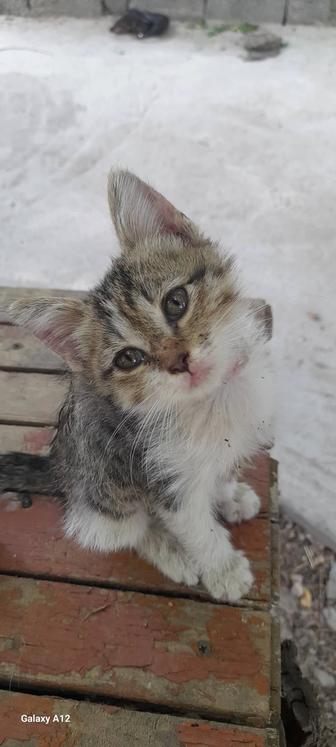 Срочно отдам кота в хорошие руки