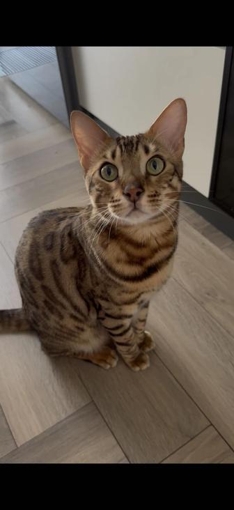 Пропал кот бенгальской породы
