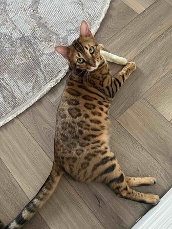 Пропал кот бенгальской породы