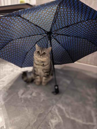 Вязка Кошек!