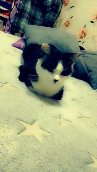 В хорошие руки кошечку