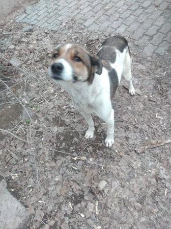 Отдам в заботливые руки собаку