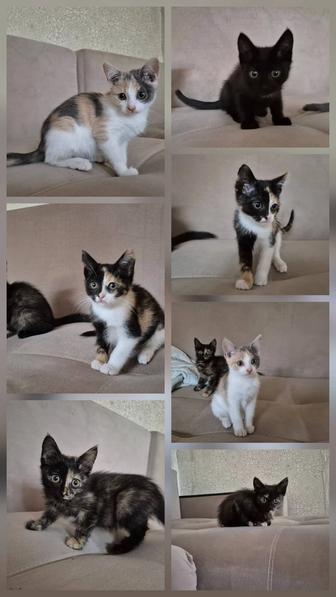 ОТДАМ КОТЯТ В ХОРОШИЕ РУКИ