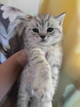 Продам котят скоттиш фолд
