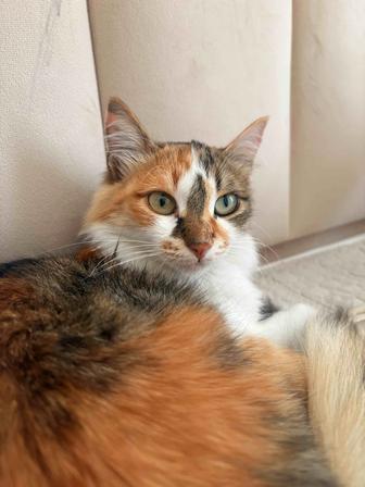 отдам котенка в добрые руки
