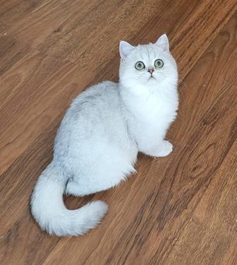 Британская милашка кошка