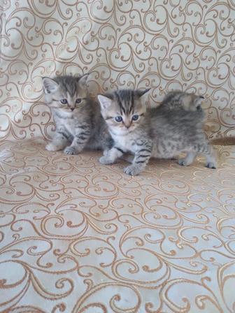 Шотландские прямоухие котята с документами