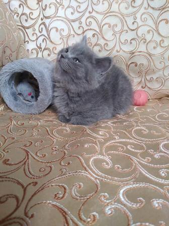 Шотландские прямоухие котята с документами