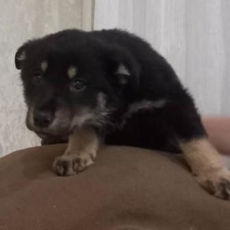 Щенки в добрые руки