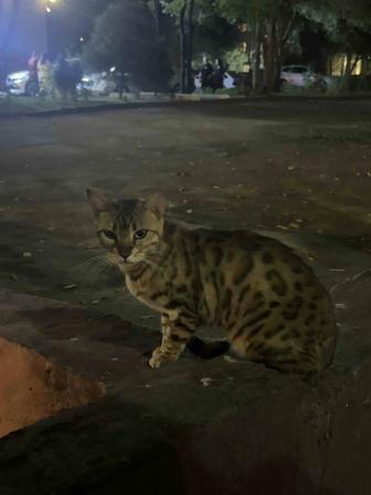 Найден кот/кошка
