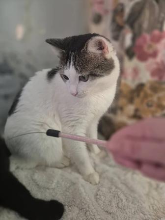 Отдается в хорошие руки котенок