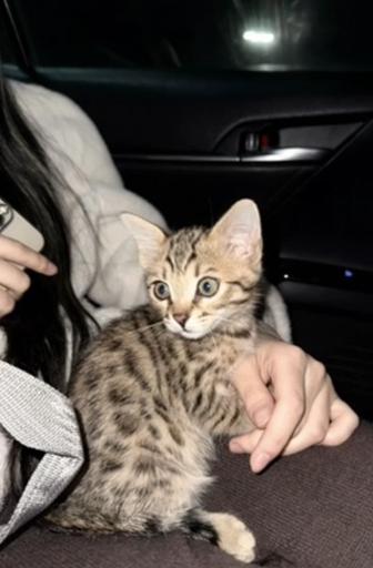 Бенгальский 3 месячный кот