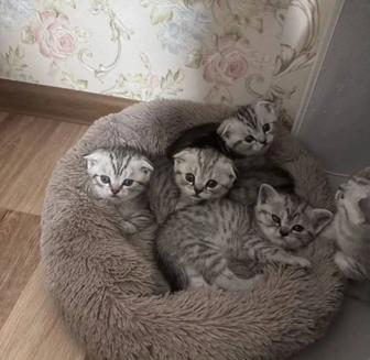 Плюшевые малыши
