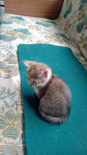Котята