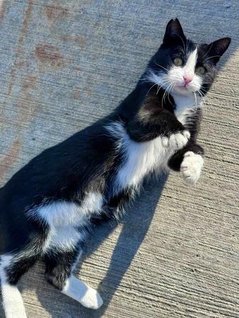 Кошка в добрые руки