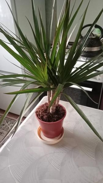 Пальма драцена