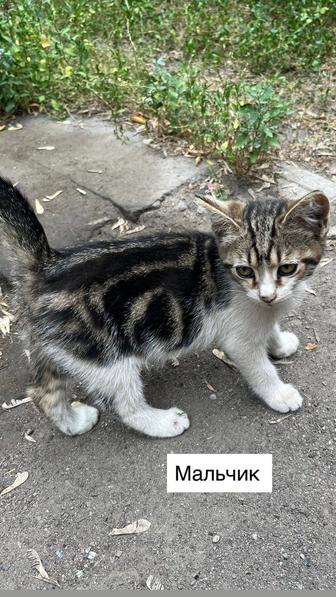 Отдам котенка в добрые руки