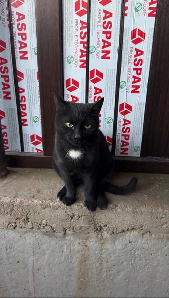 Кот, заряженный на привлечение любви