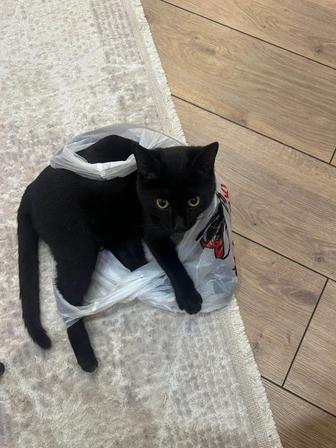 Кот, заряженный на привлечение любви