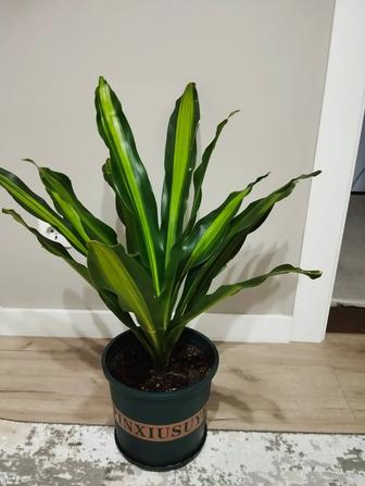 Продам пёструю драцену