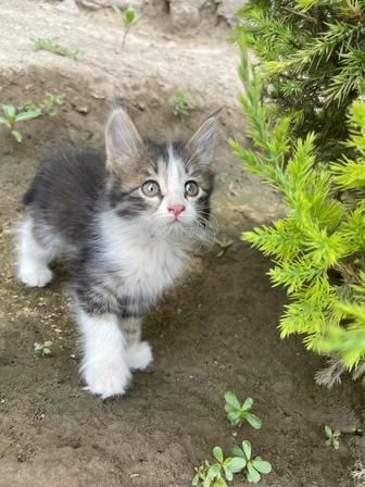 Отдам котят даром