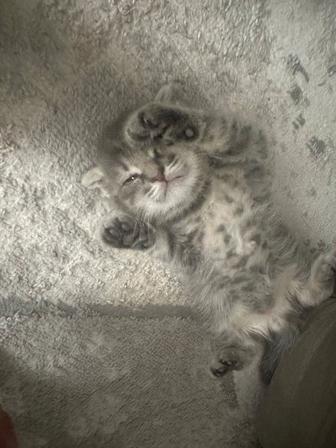 Продам котенка вислоухого