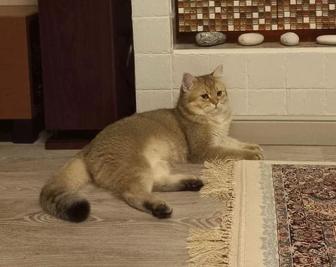 Вязка кота золотая шиншилла