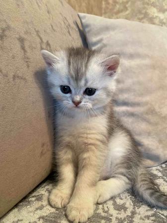 Британские котята серебро шиншилла