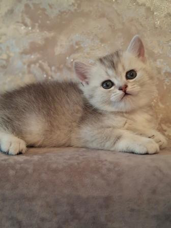 Британские котята серебро шиншилла