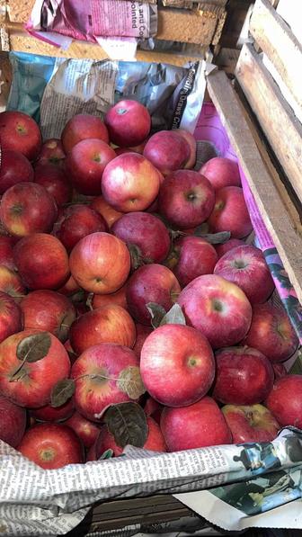 Яблоки кисло-сладкий сорт Айдаред